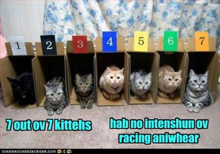 funny-pictures-cats-will-not-race.jpg
