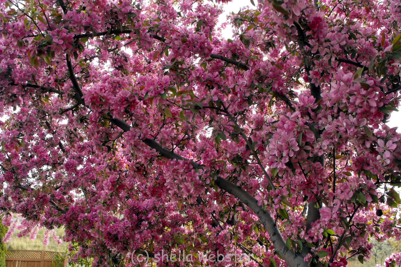 welovekamloops Springtime Spring Blossoms Kamloops, BC