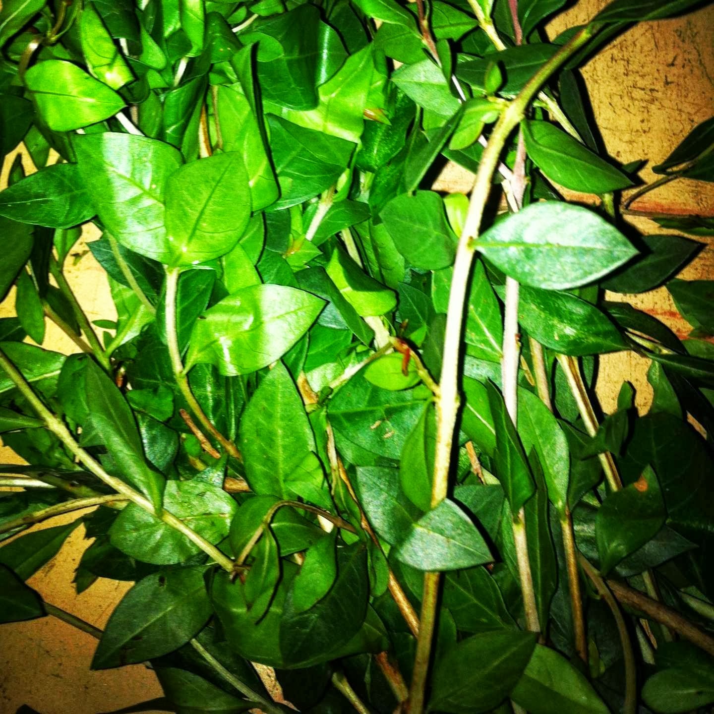 YO'BA MO'ODUA EWÉ ÀTI EGBÒ (LEAVES, HERBS AND ROOTS)