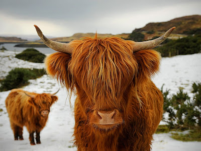 highland-cattle-image-03.jpg
