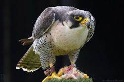 Peregrine with lunch