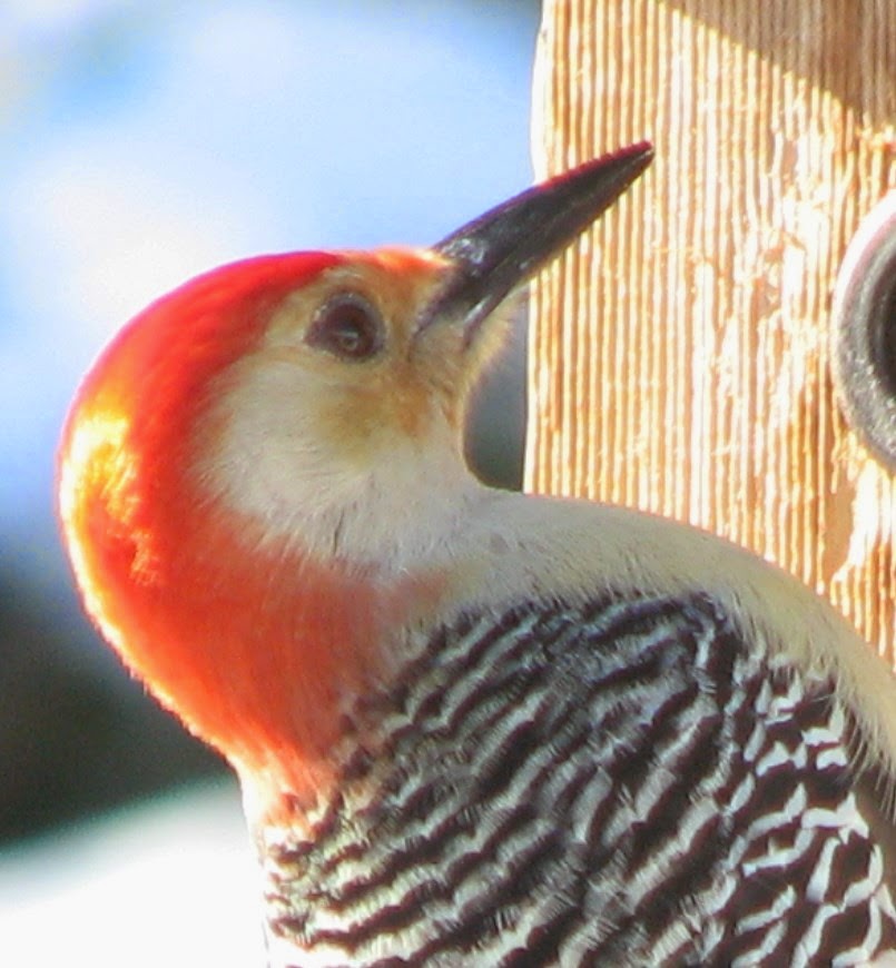 South Burlington birds Redbellied Woodpecker photos South Burlington, Vermont Photos and