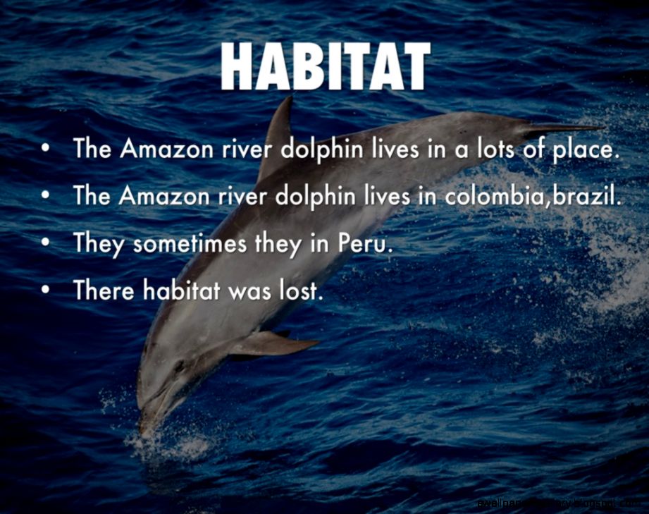Amazon River Dolphin Habitat Amazon River Dolphin Habitat