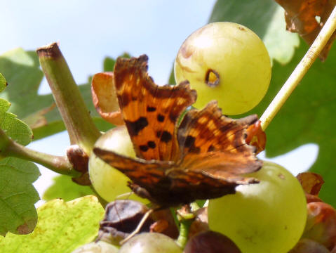 Eingerollt Guten Morgen Mein Metterling