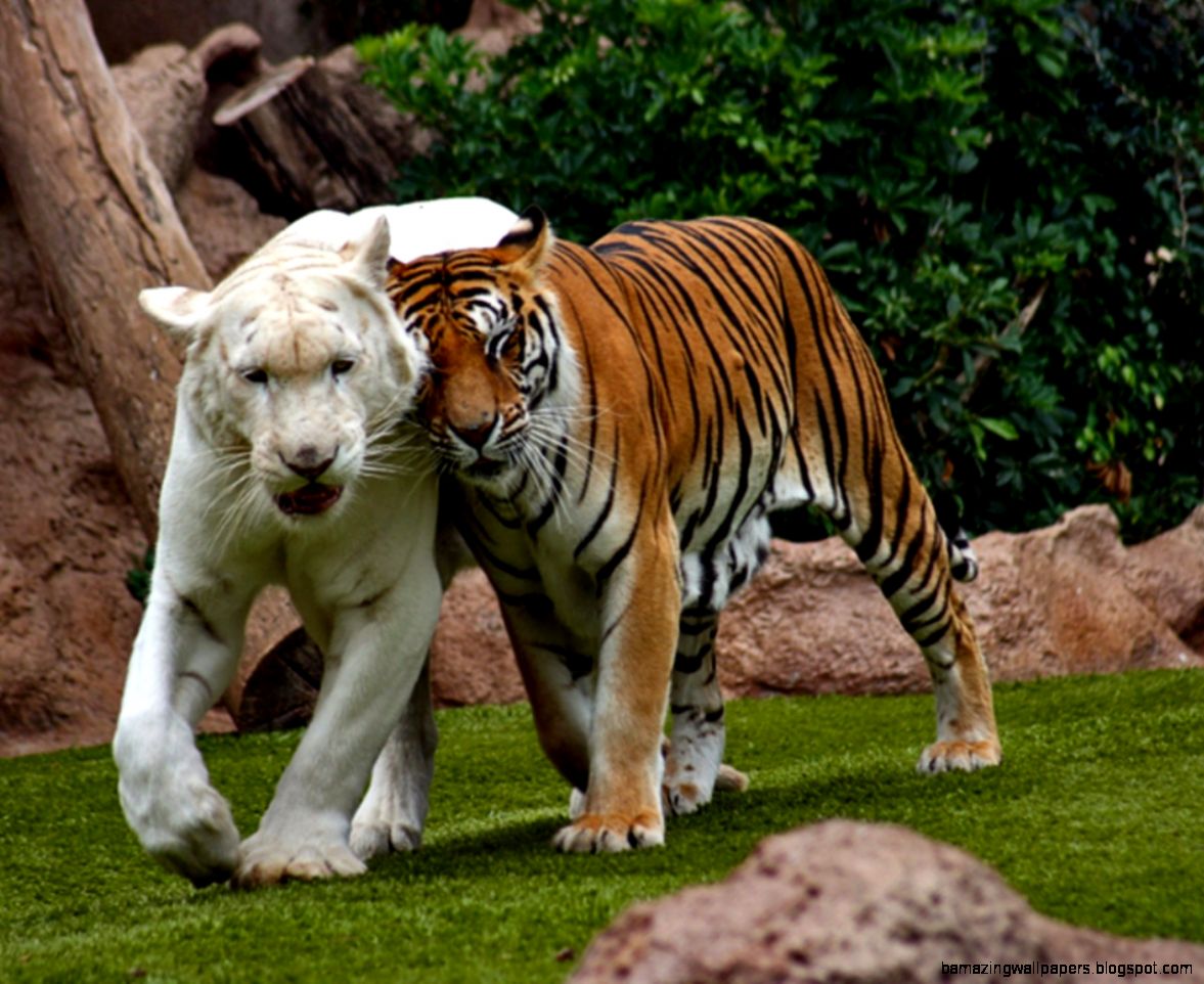 Download Nature Tigers Wallpaper 1280x1024 Wallpoper 384665 Download Nature Tigers Wallpaper 1280x1024 Wallpoper 384665