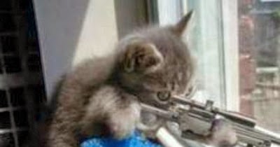 Gambar+Kucing+Lucu+Sniper.jpg