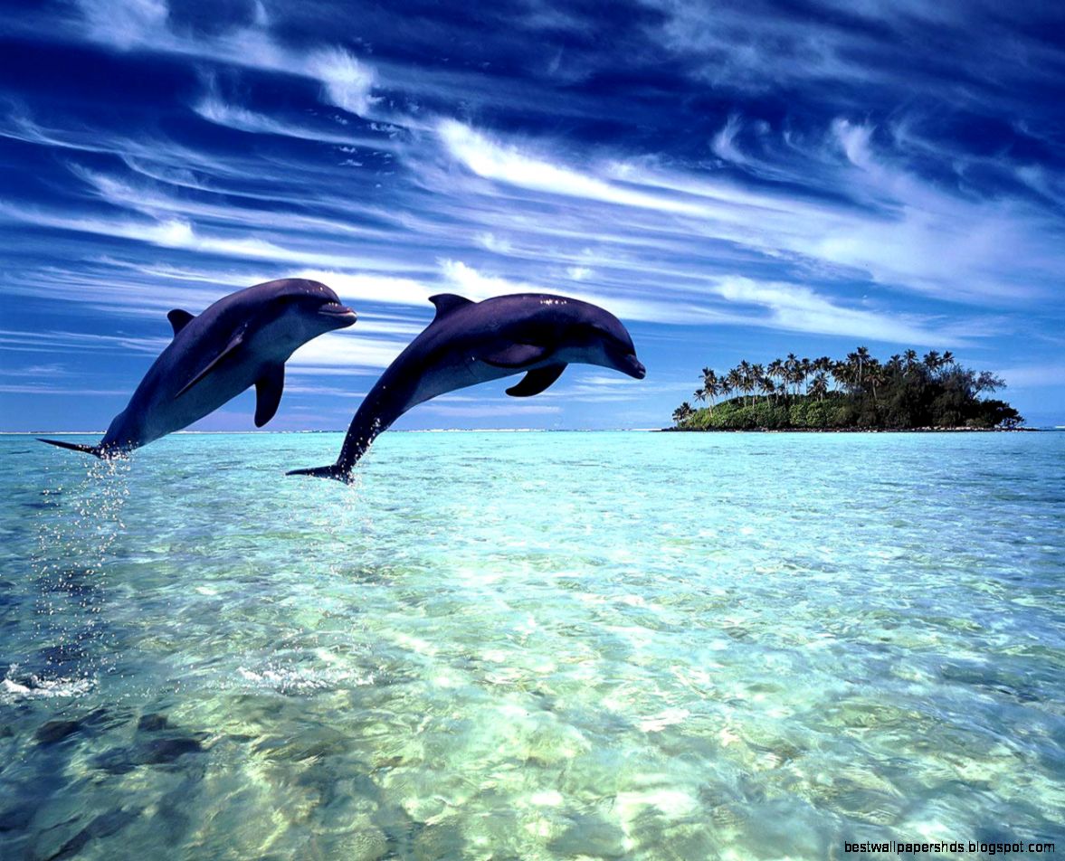 Free Dolphin Wallpaper download Animals Town Free Dolphin Wallpaper download Animals Town
