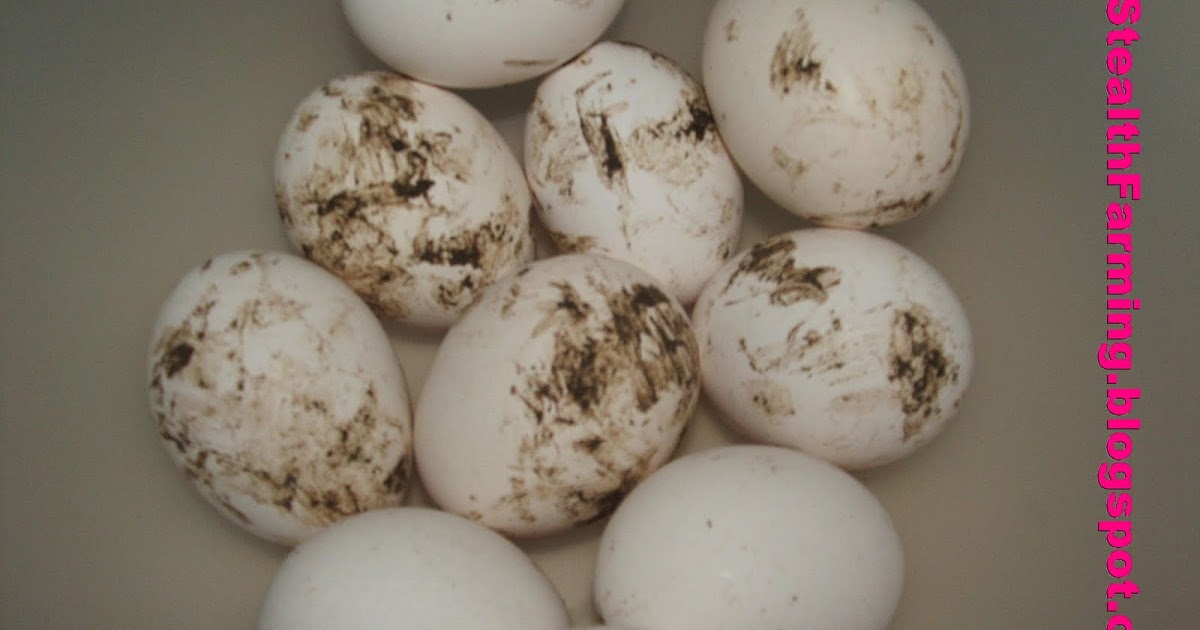 Stealth Farming Chickens Dirty Eggs