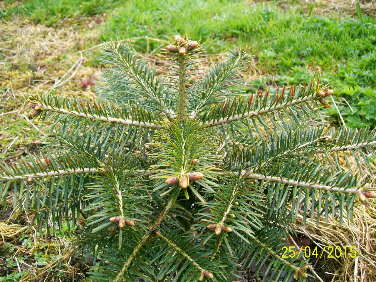 Limerick Christmas Tree Centre Rust Problems on Nordmann Fir