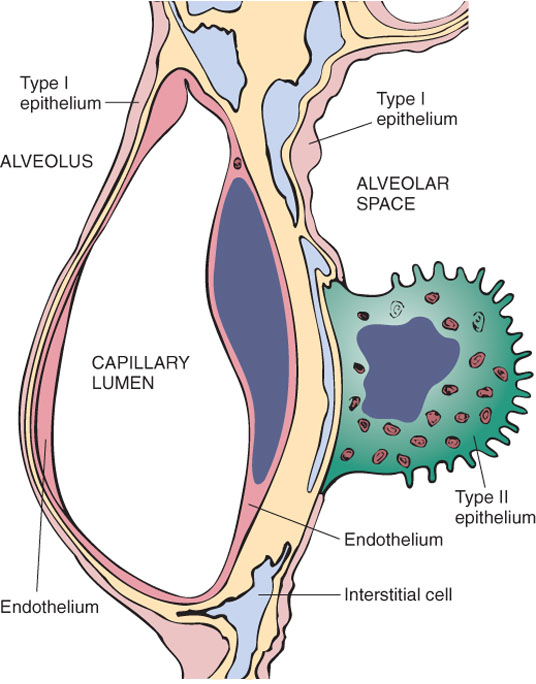 microscopic structure of alveolar wall