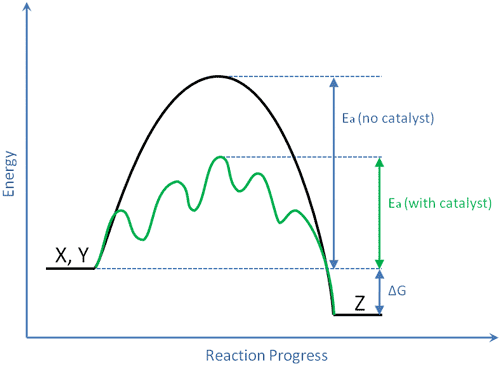 the role catalysts in chemical reactions Enzymes are biological catalysts they lower the activation energy of chemical reactions, and provide surfaces for which chemical reactions take place. the role catalysts in chemical reactions Enzymes are biological catalysts they lower the activation energy of chemical reactions, and provide surfaces for which chemical reactions take place.
