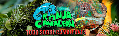 GranjaCamaleon - Todo sobre camaleones