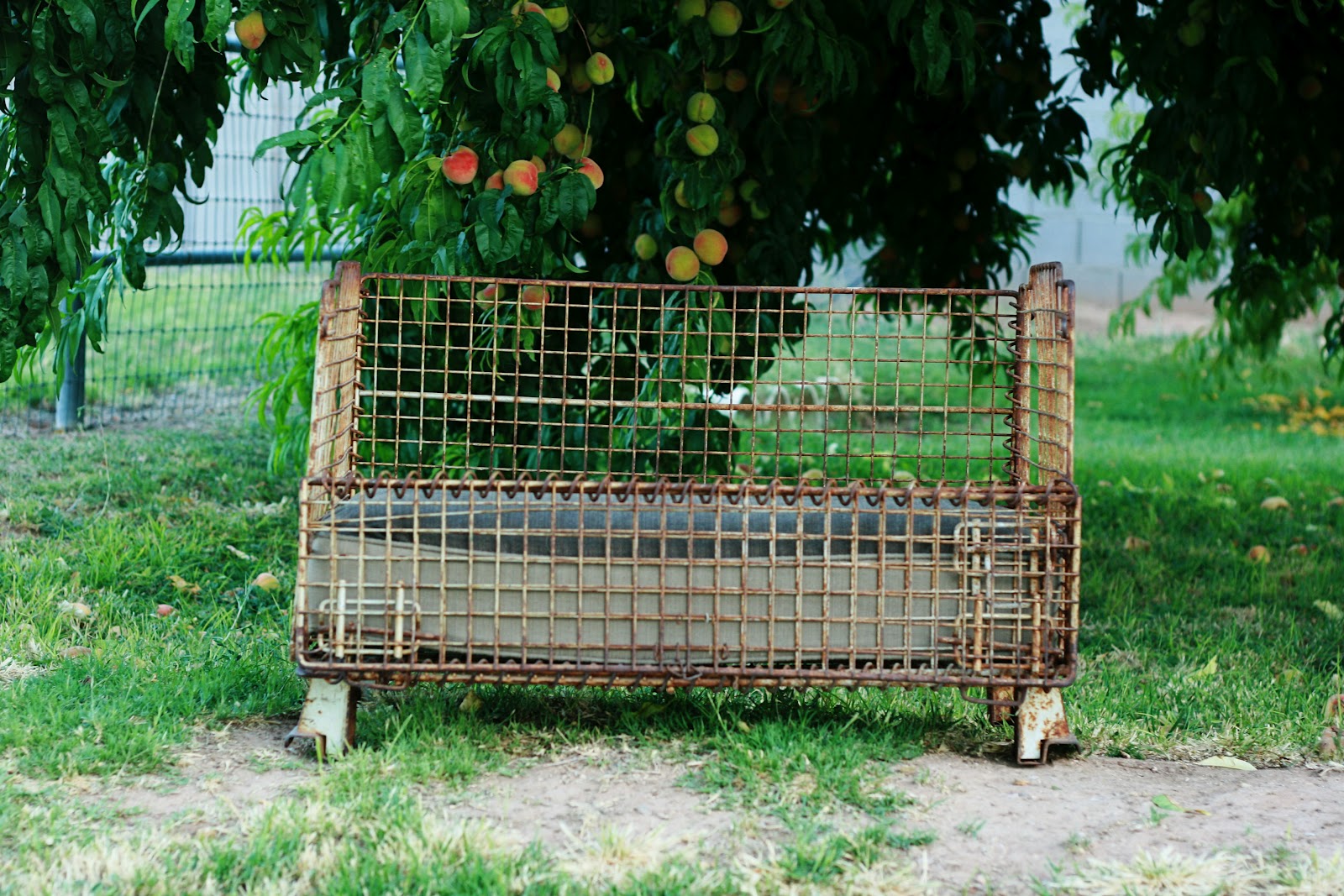 Fruit Laden Tree