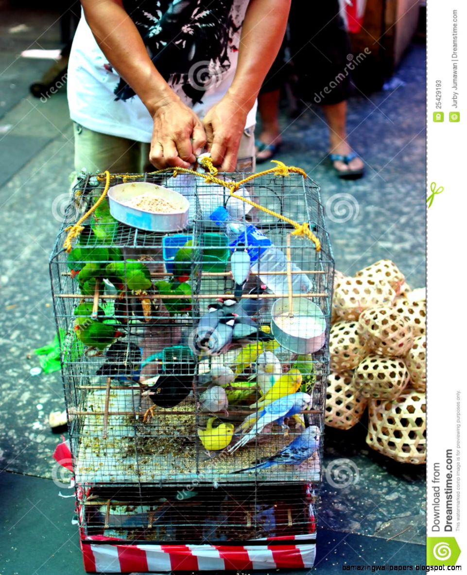 Birds For Sale Editorial Stock Photo Image 25429193 Birds For Sale Editorial Stock Photo Image 25429193