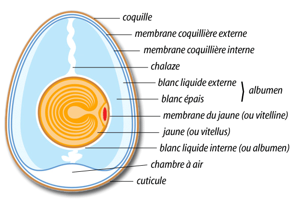L'œuf : combien de protéine dans un œuf ? Quels bienfaits ?