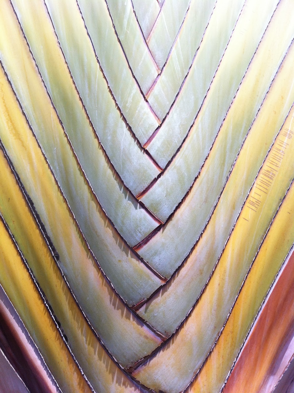 Icoreign Com The Kingdom Of Cryptos