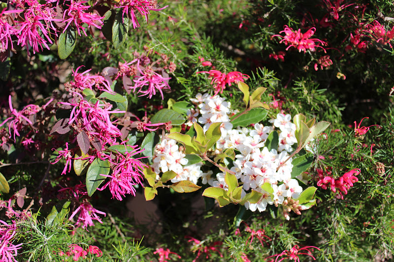 A Photo A Thought Plant Indian Hawthorn
