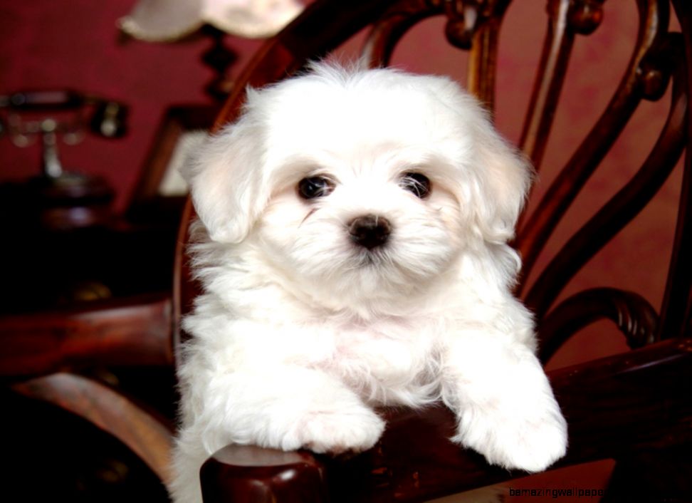 Download White Dog Chair Cute Wallpaper 1024x768 Full HD Wallpapers Download White Dog Chair Cute Wallpaper 1024x768 Full HD Wallpapers