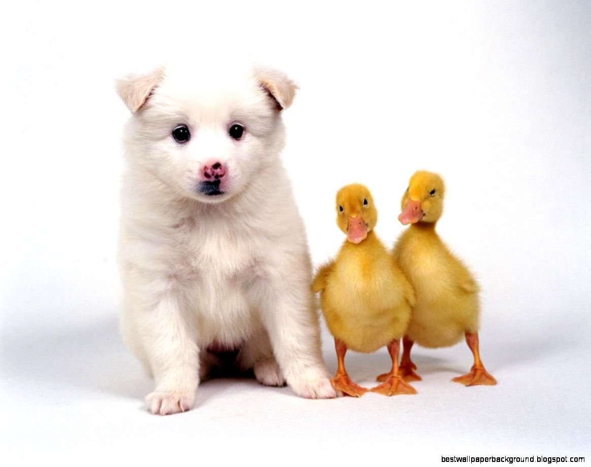 cute friends domestic animal cute friends domestic animal