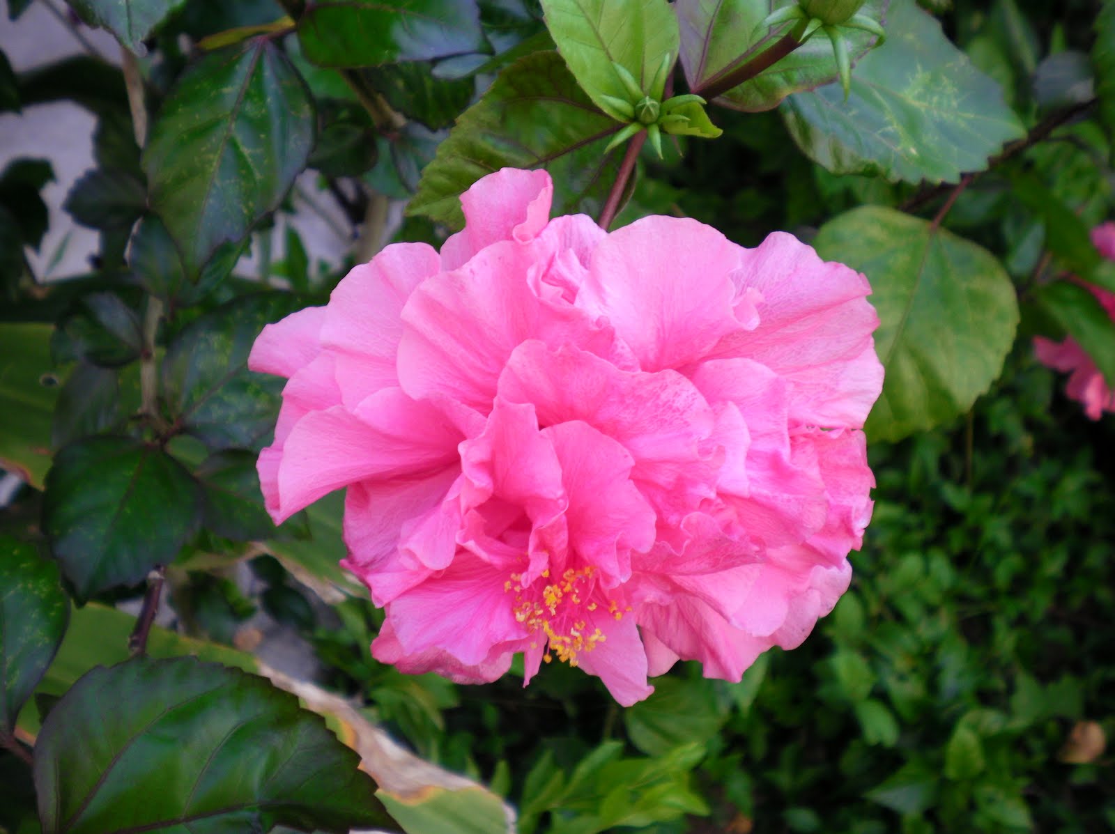 Jeff and Ilene Thalman Flowers that grow all year round