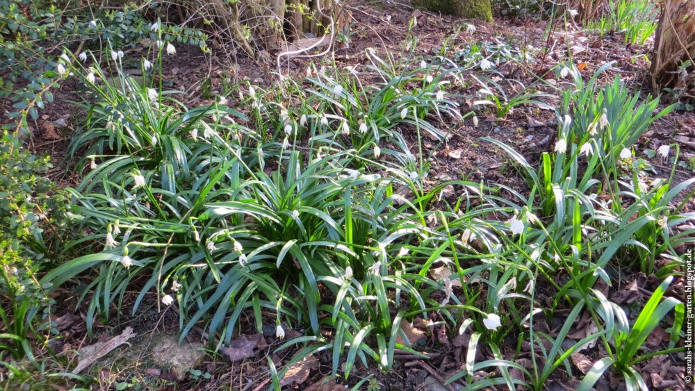 Meine Kleine Welt Garten Ende Marz 15