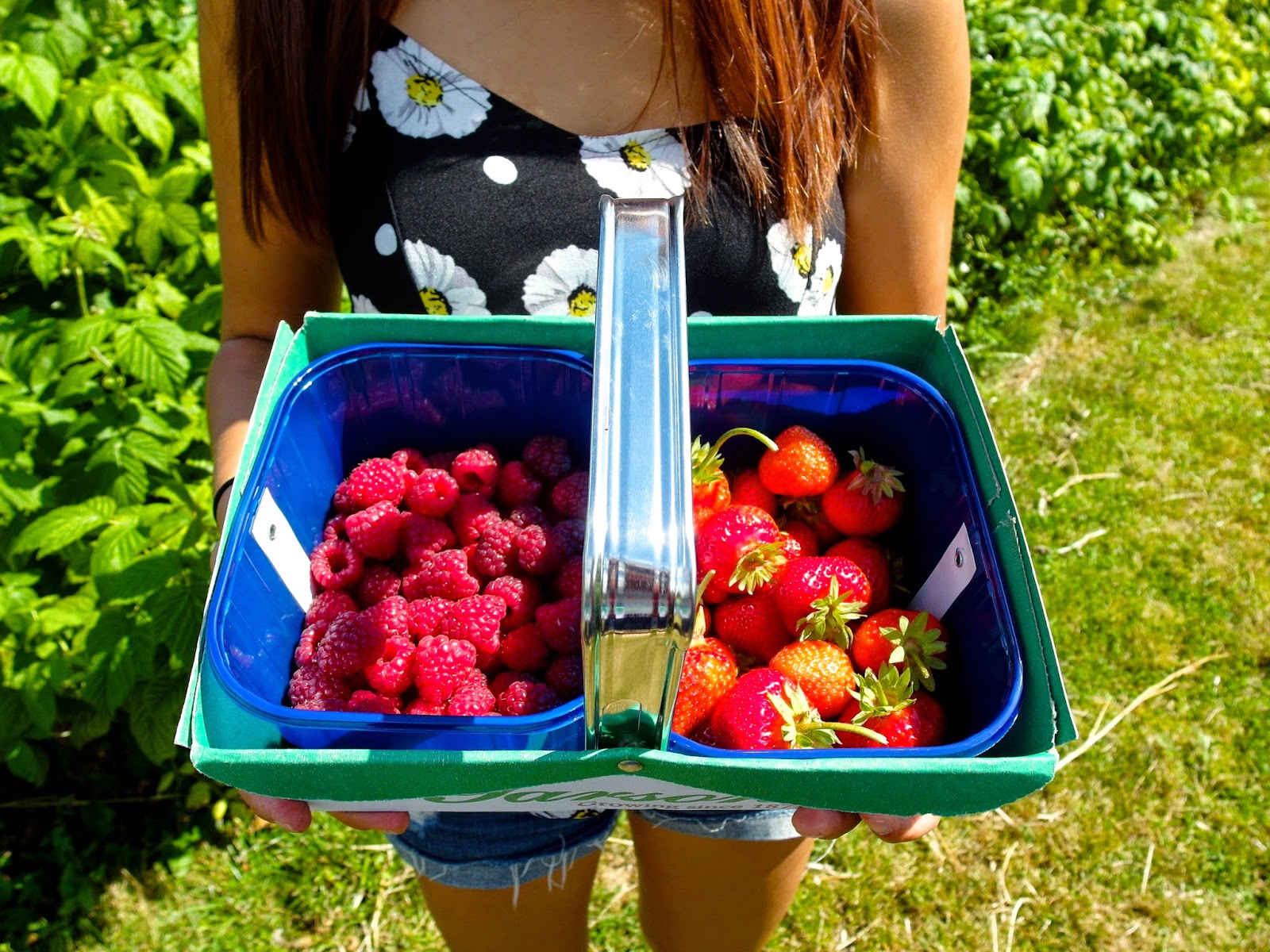 Garsons PYO Farm, Surrey