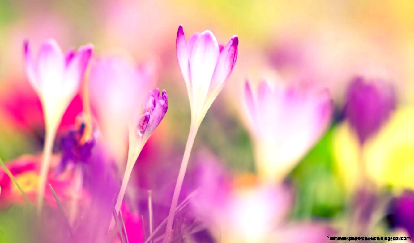 Girl Hands Daisy Flowers Summer Mood Hd Wallpaper  Best Desktop Girl Hands Daisy Flowers Summer Mood Hd Wallpaper  Best Desktop
