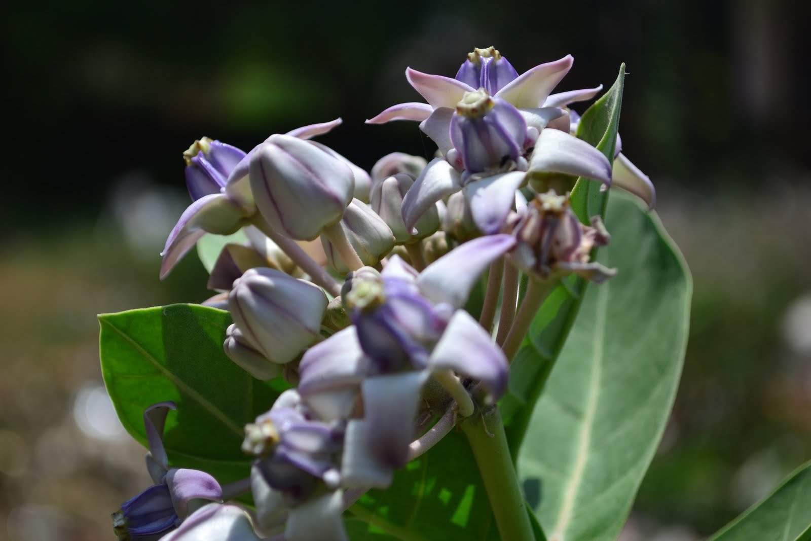 Versatile Moments: Akanda