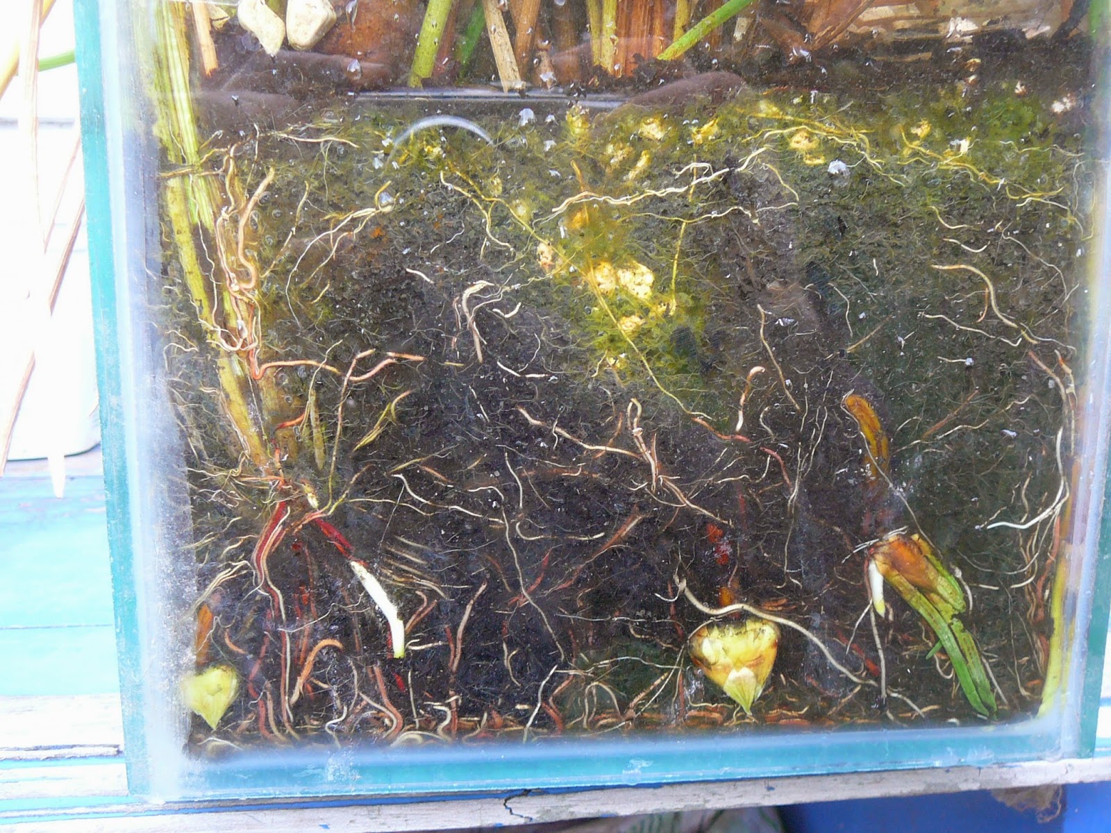 People, Plants, Landscapes Water Chestnuts