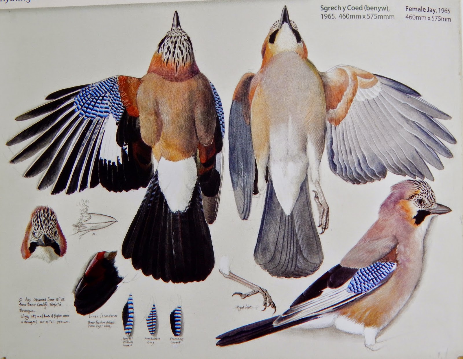 ENCHANTEDART Pyrography and Illustration Ynys Mon (Isle of Anglesey