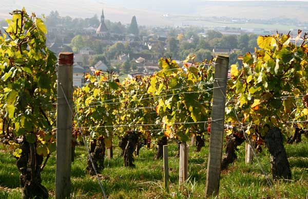 Vignoble français en Bourgogne