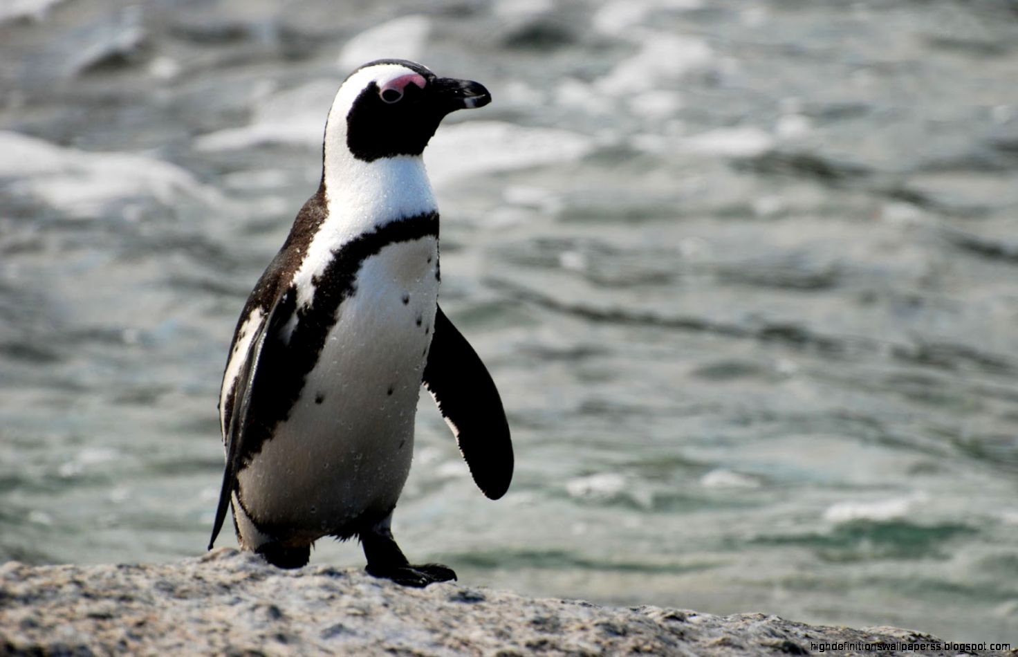 HD Penguins Wallpapers and Photos HD Animals Wallpapers HD Penguins Wallpapers and Photos HD Animals Wallpapers