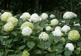 Compare Sun Burned To Fresh Annabelle Hydrangea Bloom Backyard