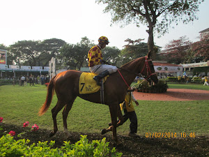 The best "1200 meters horse" :-"Dancing Prances" with jockey Srinath astride. Paddock parade.