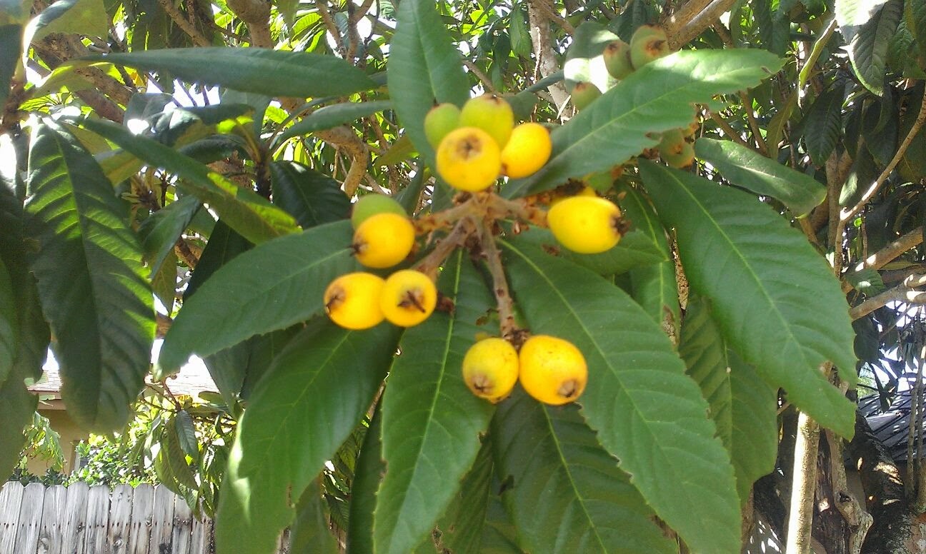 Building On Bliss Harvesting Loquats