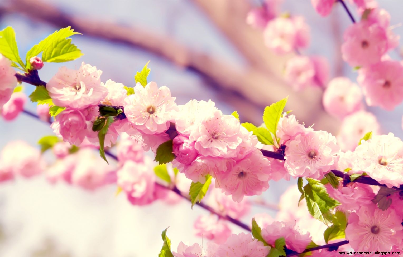 Summer Flowers Wallpapers Summer Flowers Wallpapers