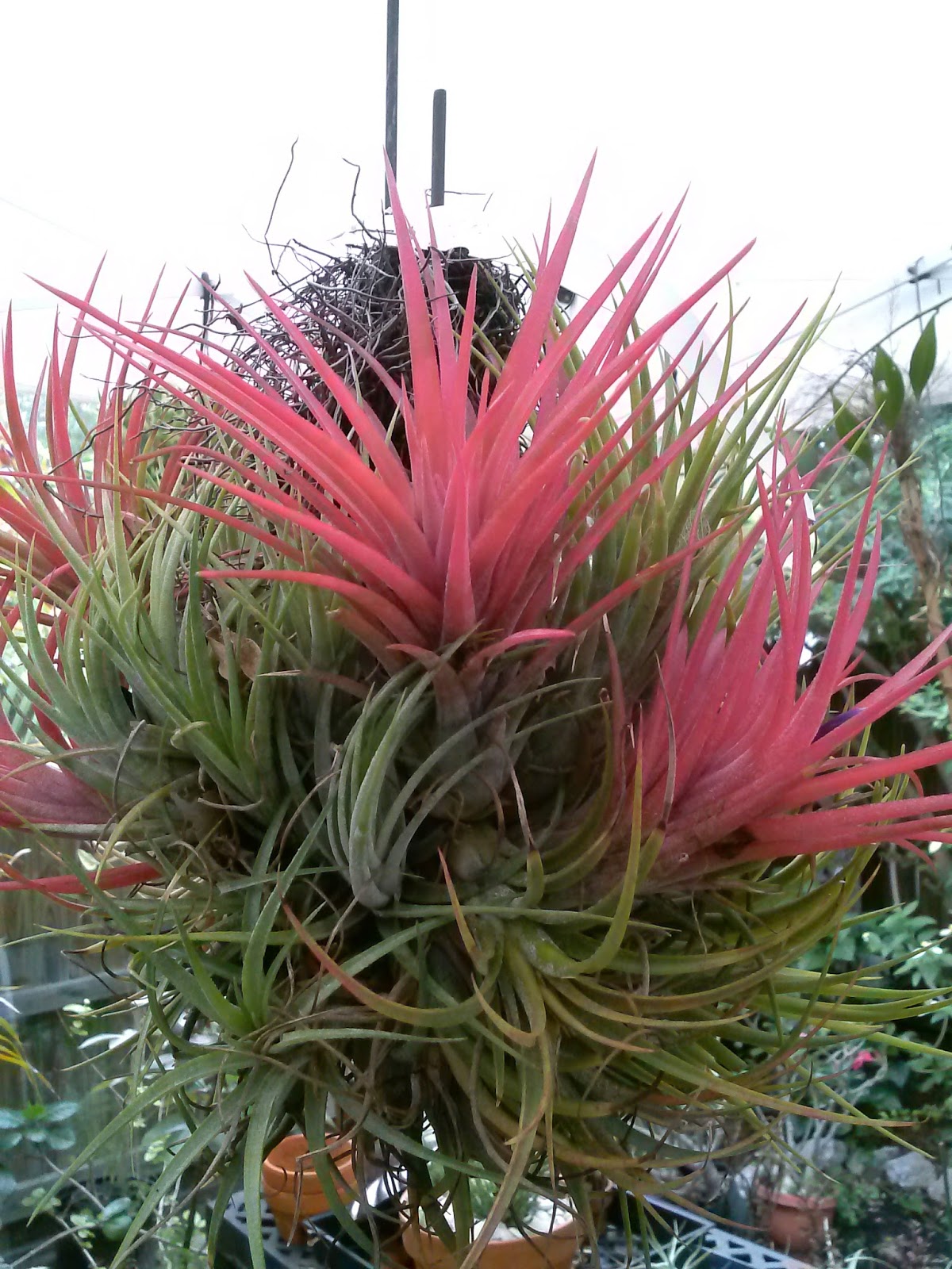 HeyPlantMan! Exotic Tropical Plants from St. Pete FL