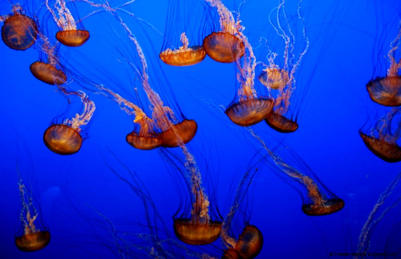 jellyfish jelly fish 53404 jellyfish jelly fish 53404
