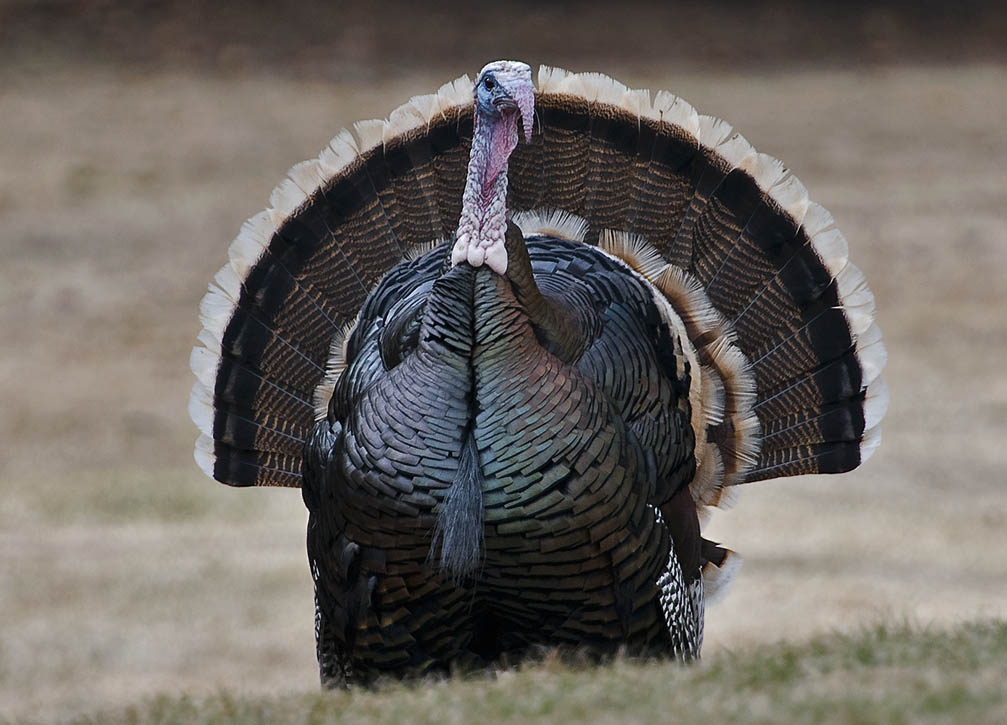 Wyoming Photos Wild Turkey strutting his stuff