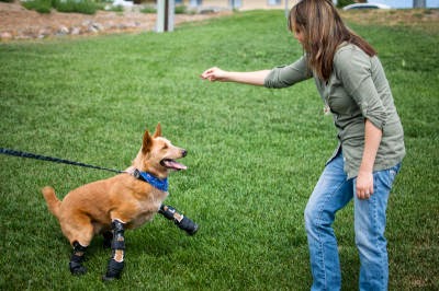 Pets-Prosthetic