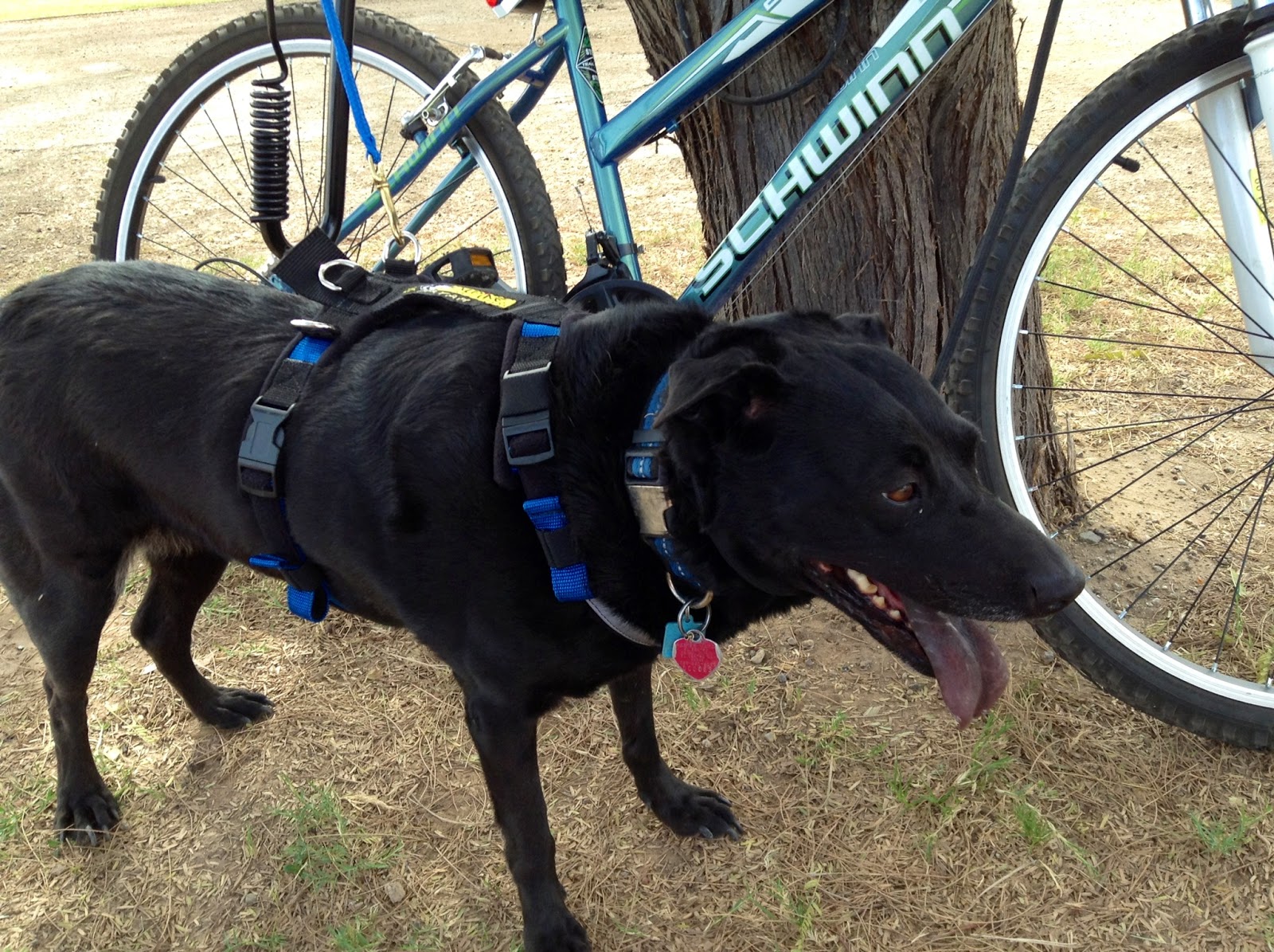 Alpine Outers: New Adjustable Urban Trail Harness for Fayah!