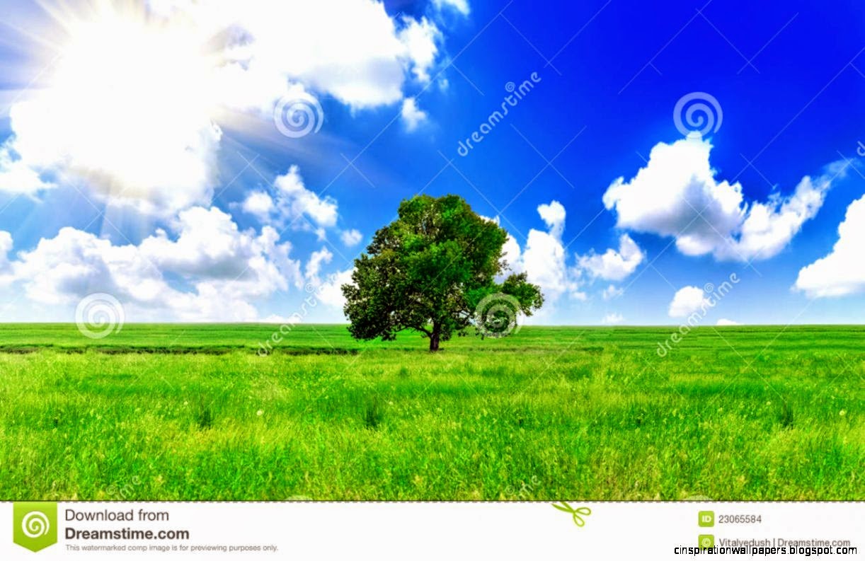 Big Old Tree In Farm Field In Rural Countryside Stock Images Big Old Tree In Farm Field In Rural Countryside Stock Images