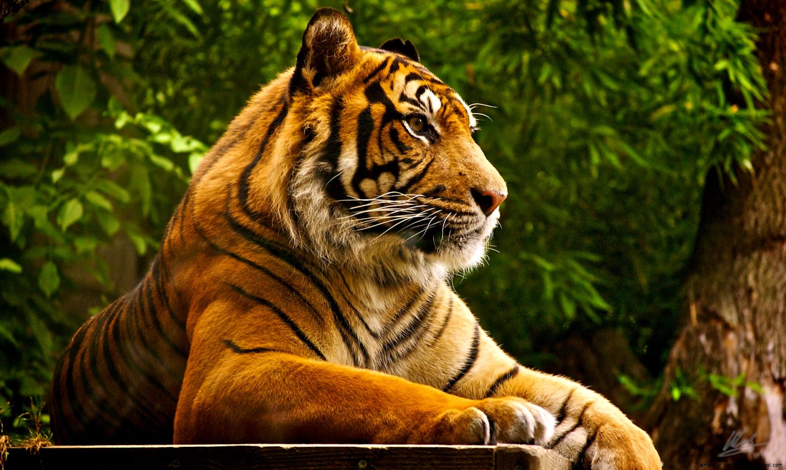 Sumatran Tiger Wallpapers HD Wallpapers Sumatran Tiger Wallpapers HD Wallpapers