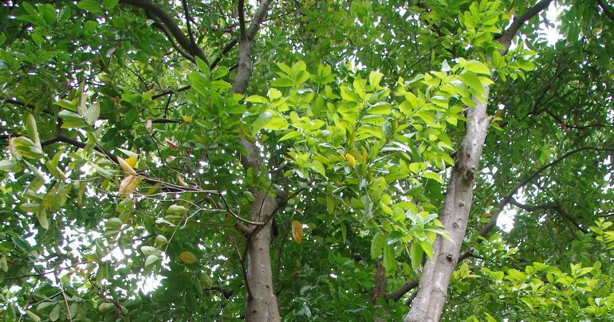 Trees and Plants Cinnamon Tree