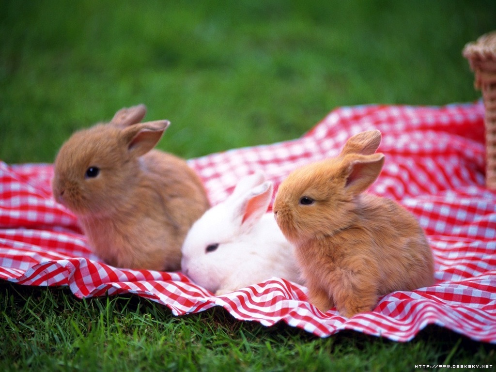 46471-bunnies-cute-bunnies.jpg