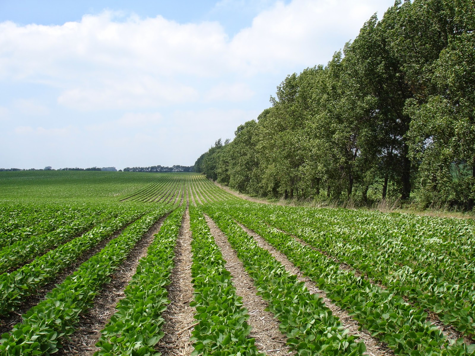 Windbreak and crop yield study