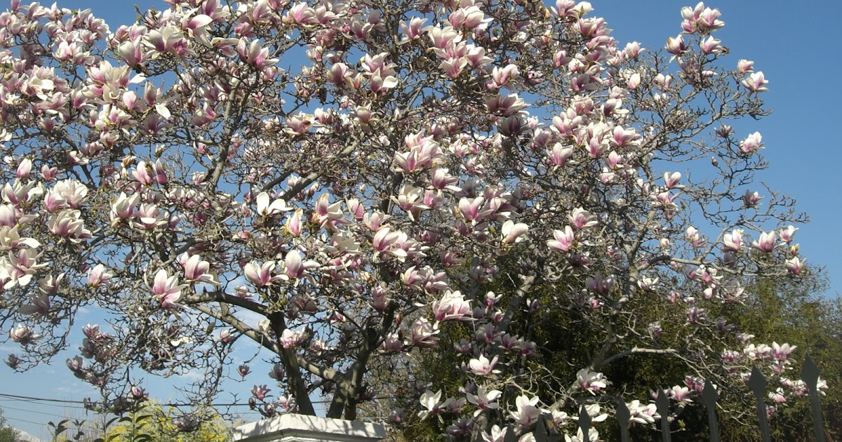 Diario de una Permacultora en el Chile Post Bicentenario: primavera