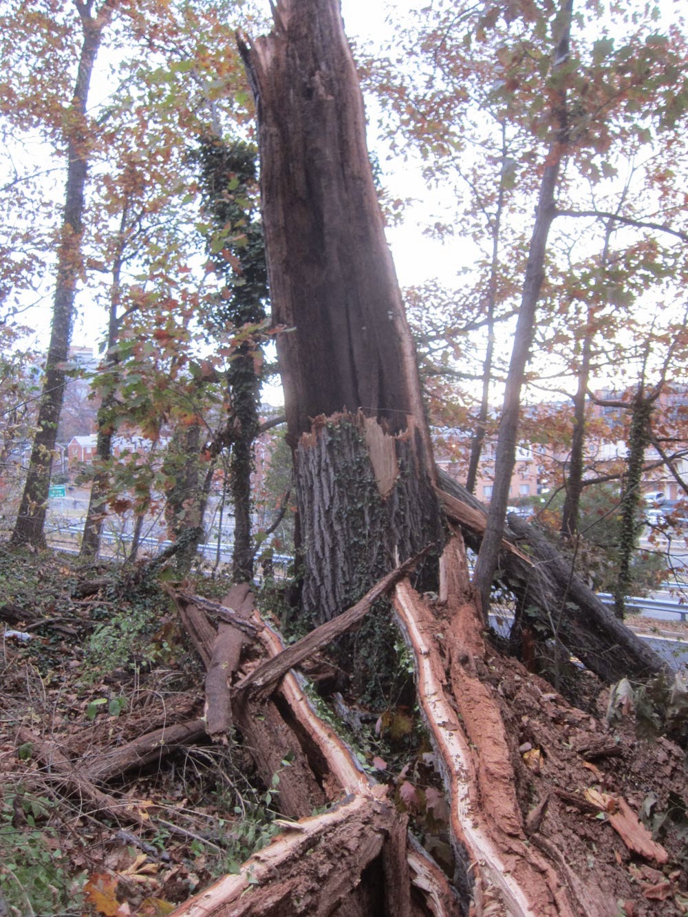 Ode Street Tribune violence results from hollowness inside