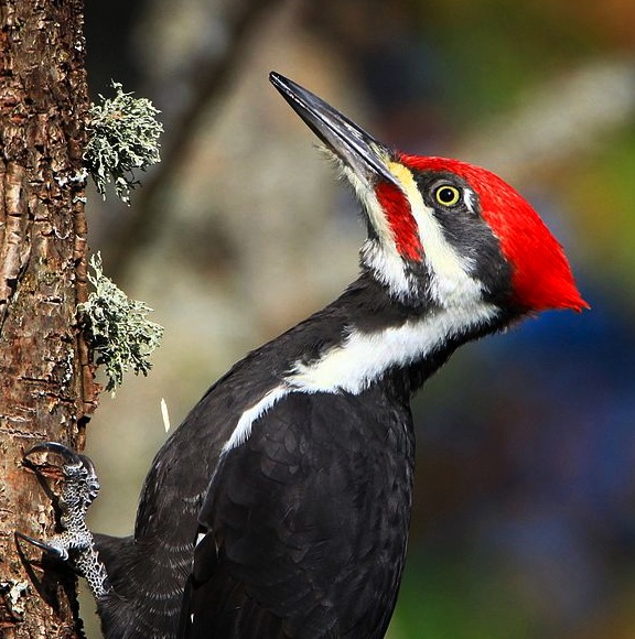 She a bird no1: Woodpecker