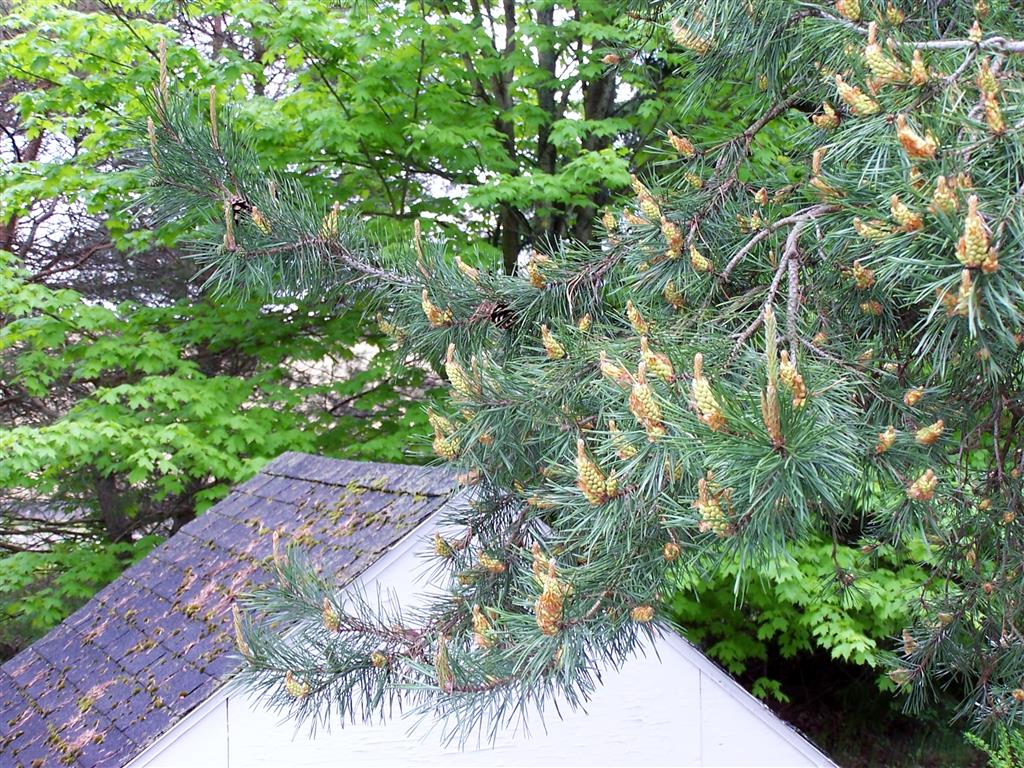 Perennial Passion Dwarf Golden Threadbranch Cypress and Ajuga Make a